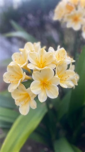✨ It is Clivia season in the Cape! ✨ From the classic orange (Clivia miniata) to the rare yellow (Clivia miniata var. citrina), these shade-loving beauties are now in bloom. They thrive under trees, brighten up shady corners, and are water-wise, making them a most rewarding indigenous plant. They also make wonderful pot plants for balconies and indoor plants in bright spots. 👉 Pop in to HAPPY BY NATURE and take home some Spring! #HappyByNature #CliviaSeason #CapeFlora #GoodGreenBeautiful | HAPP