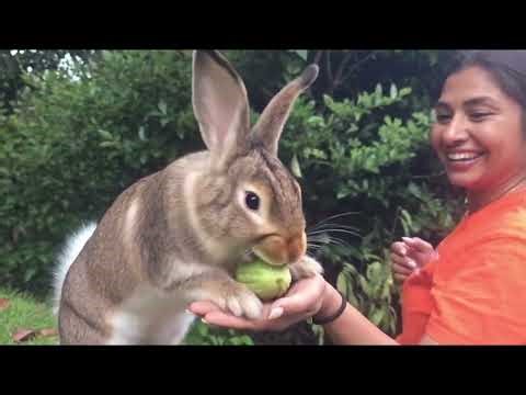 Gardening 2025 and prepare for next year. Let`s do it our own way এসো নিজে করি