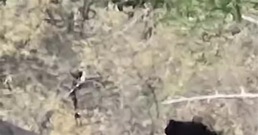 Video: Khỉ đầu chó kéo đuôi báo hoa mai để trêu chọc