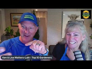 🌳 Q and A: Which is the Better Tree Aspen or Birch