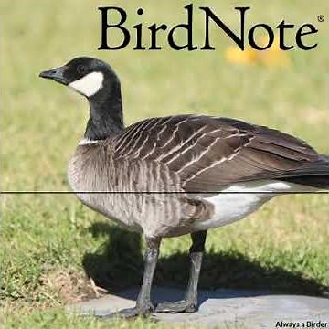 Migrations: The Triumphant Comeback of the Aleutian Cackling Goose