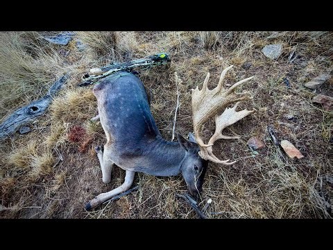 Bowhunting fallow deer