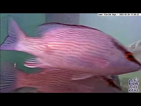 Barracuda! Lower Florida Keys Underwater Camera Livestream!
