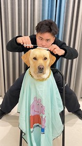1.8M views · 10K reactions | Thought I'd trim my dog's fur for New Year… ended up with a buzz cut  | Hot-tempered dog | Facebook