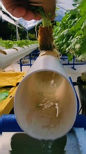 1.8M views · 20K reactions | Aprende a cultivar tus alimentos 塞 en tu propia huerta hidropónica en casa #huertaorgánica #hidroponialatinoamerica #hidroponia #huertourbano #huertoshidroponicos #Hidroponía | Mundo Hidropónico | Facebook