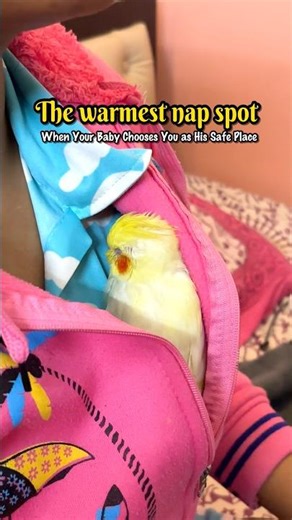 He Slept Inside My Jacket..My Heart Melted 🥺|Chirps by Piku|#birds #cockatiel #cutepets #pets #fun
