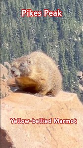 Pikes Peak Wildlife: Yellow-Bellied Marmot