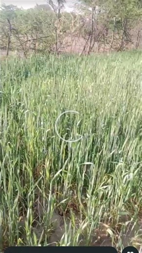 #husbandwife #comedy #funny