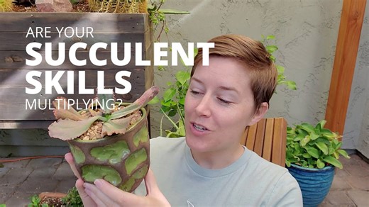 Multiplying your succulent skills from propagation to thriving plants