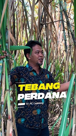 Tebang Perdana Tebu Sendiri PG Camming