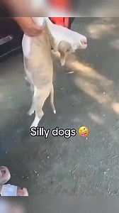 2.1K views · 21 reactions | Dog’s chasing its tail, cat’s watching like a judge! 六‍⚖️ #GoofyPets #FunnyAnimals #SillyCritters #PetHumor #AnimalFun | Denzel Chama Sadakah | Facebook