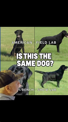 1.1K views · 13 shares | #Labradorretriever #silverlab #akc #labradorretriever | GLIB - Guild of Labrador Improvement Breeders | Facebook