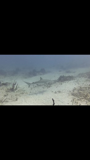 Slaying lion fish in the Bahamas when the ocean’s predator showed up. Watch to the end to see who wins.🦈🤿 | SCUBA Steve's Adventures