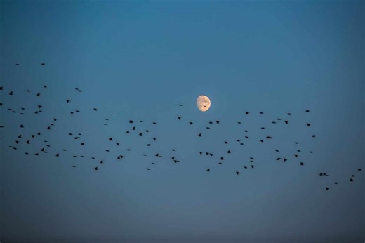 Where Do Birds Go at Night: The Most Common Sleeping Spots For Birds