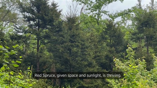 🔊 Chestnut-sided Warblers and Eastern Towhees are singing their praises for this young forest area! Four years after a patch cut, maple, birches, red spruce, and raspberries are thriving, creating the ideal habitat for birds that specifically require low, dense cover to nest and/or raise their young. After a decade or more, this habitat will look quite different. It may be diverse and healthy, but as mature forest it just won't benefit as many young-forest dependent birds! Forest birds are expe