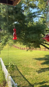 I will get these #hummingbird eating out of my hands | Jason Smith