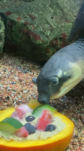 22K views · 664 reactions | POV: You prefer “cake” to vegetables.  This fly river turtle is eating a turtle “cake” made of a slice of pumpkin, fruits, vegetables and tortoise pellets. Watch as he sniffs out the tortoise pellets, which he seems to prefer over the pumpkin. #12DaysOfEnrichment #TurtleTuesday | Shedd Aquarium | Facebook