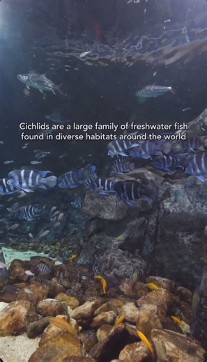 Say hello to one of the largest, most colorful families in freshwater—cichlids! 🐟✨ | Georgia Aquarium