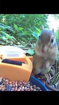 Chipmunk Chow Down (part 1) Cute female chipmunk finds time to stuff her cheeks full of seeds!