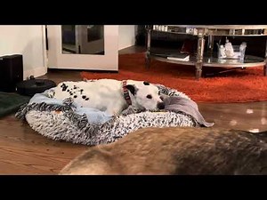 Rex - nesting before night