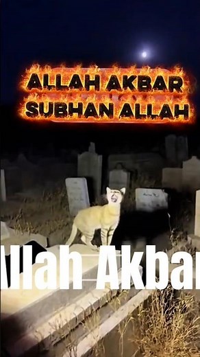 Cat Standing on a Grave Saying “Allahu Akbar” – A Mysterious Moment Caught in the Cemetery! 😱🐾