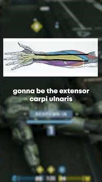 How to quickly memorize most extensor muscles!