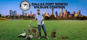 Snake Removal Company Dallas - Dallas Fort Worth Wildlife Control