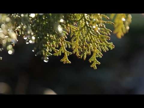 meet tree brand movie