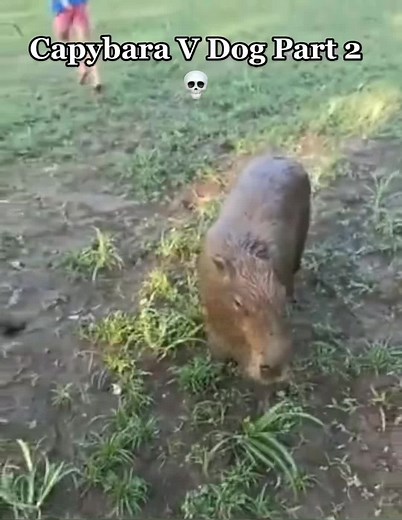 Capybara vs Dog Fight: Part 2