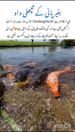 Meet the Climbing Perch Fish 🐟 wildlife nature facts #perchfishing #naturefacts #wildlife #shorts