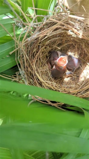 Caring for Newborn Birds in Your Home Garden
