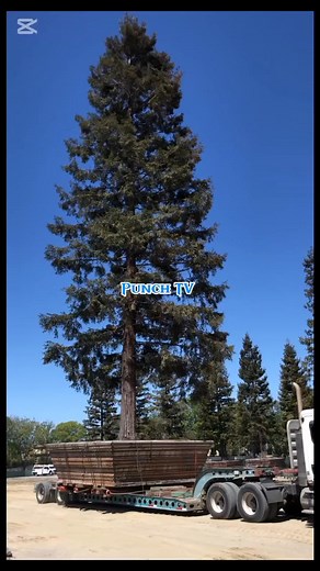 The CDC Sycamore tree relocating to the new blue print party headquarters | Page deletation due to policy issue.