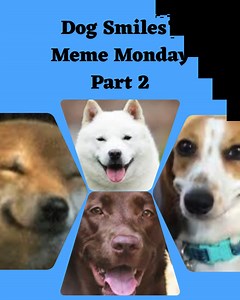 Let's talk about "smiling" dogs in Meme Monday Part 2! They are funny...