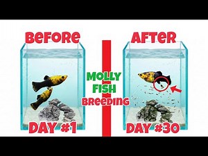 Molly Fish Breeding 🥰 | Day 1 to Day 30 Process (Get 50 + Fry) | Molly Fish Breeding in hindi
