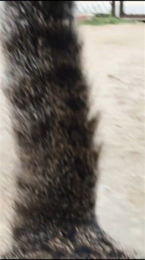 My cat is scared.🤨