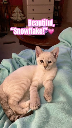 Emma’s sister, Snowflake!💗#catlife #catlove #cat
