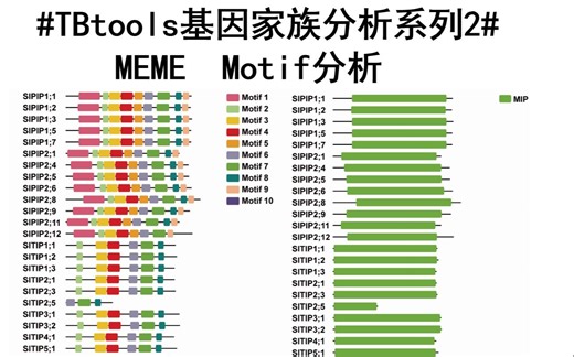 #基因家族分析系列2#MEME motif分析！！！