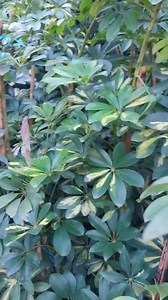 1.9K views · 28 reactions | Schefflera plant is a popular tropical houseplant due to its lush foliage, low maintenance. #plants #plantas #plantlover #beauty #fyp #viralreels #garden #gardening #viral #video #reels #foryou | Decor & Beauty | Facebook
