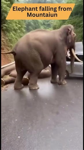 Unbelievable Moment: Elephant Loses Balance on a Mountain Cliff