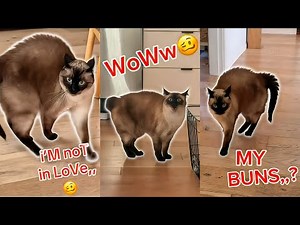 MervTheCat Won’t Stop Talking 😂 Funniest Cat Expressions