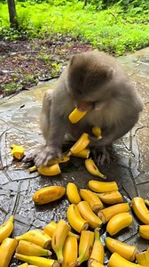 279K views · 3.7K reactions | Banana Thief Monkey And Run Very Funny Moments 藍藍藍 #monkey #monkeylove #monkeys #fypシ゚viralシ #viralreelschallenge #reelsfacebook #fypシ #reelschallenge #foryoupageシ #foryouシ #highlight | National Geographic And Art | Facebook