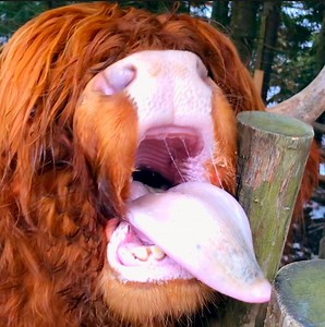 64K views · 188 reactions | Meet a shaggy farm animal with an insatiable appetite! | Tips & Tricks | Facebook