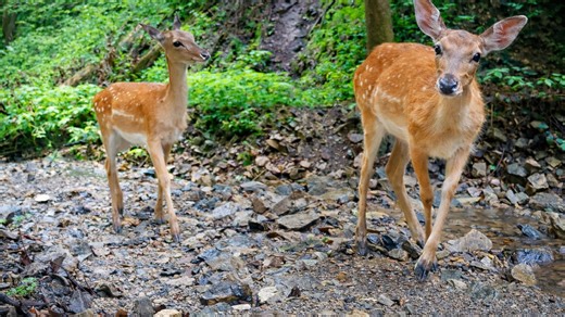 7 days and nights of wildlife captured on camera