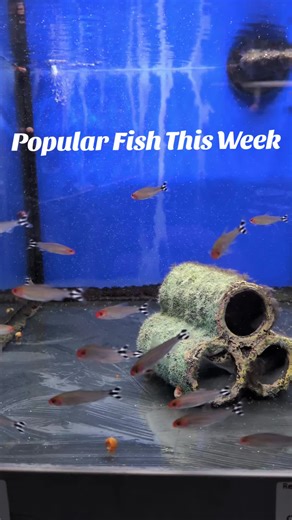 Popular Fish this week at Aqua Paddock. Follow us for our Fish delivery next week and more videos from the shop #aquarium #tropicalfish #fish #fishtank #hobby