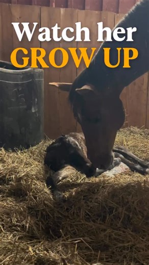 Lady Malin | My mare gave birth to a beautiful foal❤️ #horse #equestrian #horsebreeding #horsegrowth | Instagram