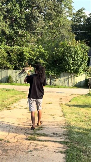 Hawk training going good so far #hawk #birds #pets