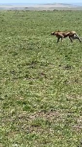 Incredible encounter of a successful hunt.... | Benson Njapit