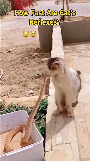 How Fast Are Cat's Reflexes?