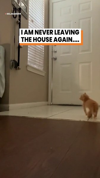 Watch this cat say goodbye in the sweetest way