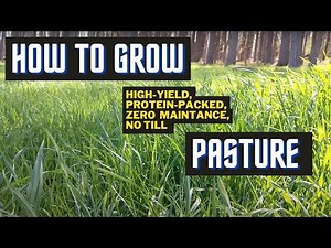 Yes, You Can Grow Pasture Without ANY Machines